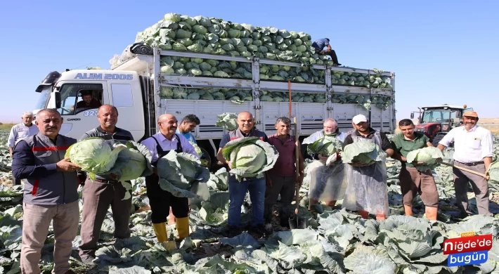 Niğde'de 130 bin ton lahana rekoltesi bekleniyor