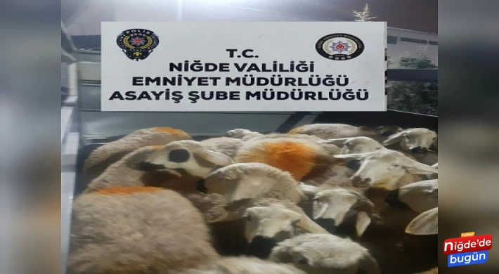 22 koyunu önce çaldılar sonra Aksaray'a sattılar