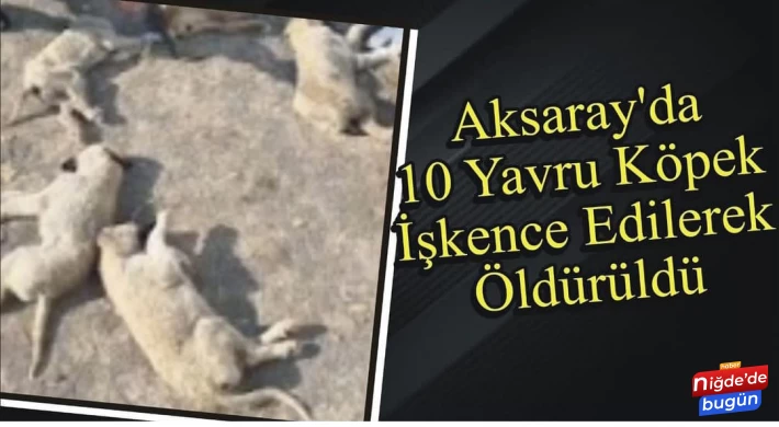 Aksaray'da 10 Yavru Köpek İşkence Edilerek Öldürüldü!