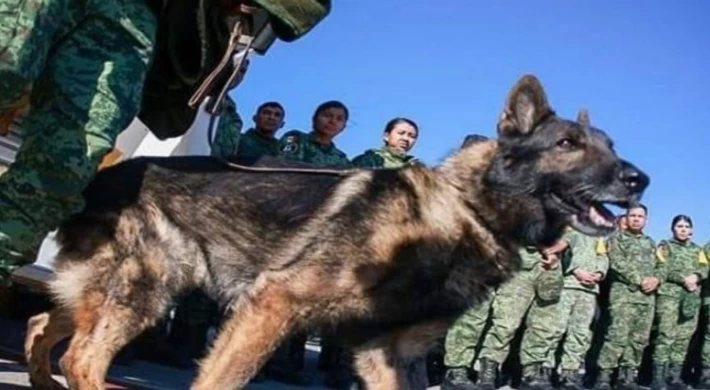 Meksika Ordusu’nun kahraman köpeği ’Proteo’ Türkiye görevinde öldü