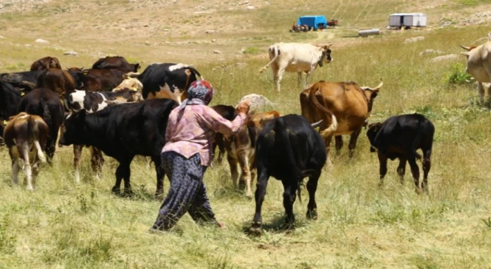 Hayvancılıkta Bir İlk! Çoban Haritası Çıkartılıyor