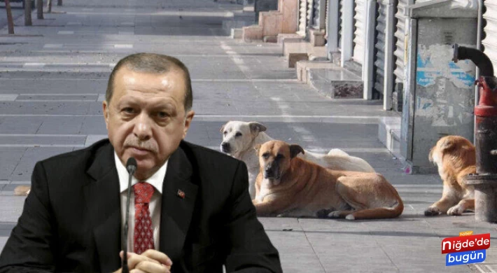 Cumhurbaşkanı Erdoğan'dan sokak köpekleri için açıklama geldi.