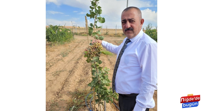 Antep Fıstığı Aşılama Projesi Meyvesini Vermeye Başladı