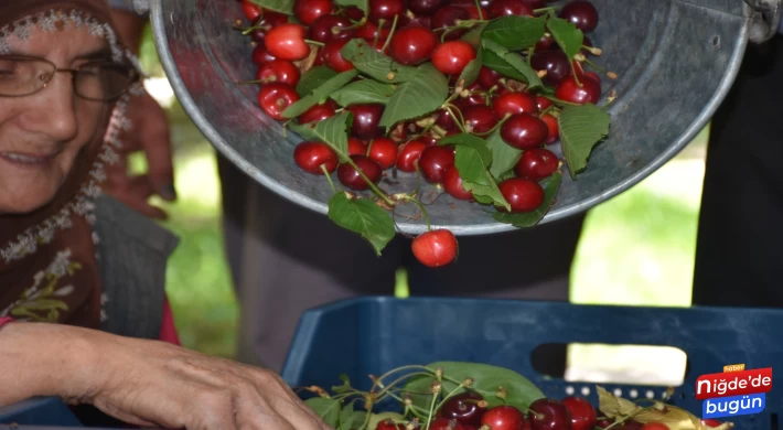 Niğde’de son turfanda kiraz hasadı devam ediyor