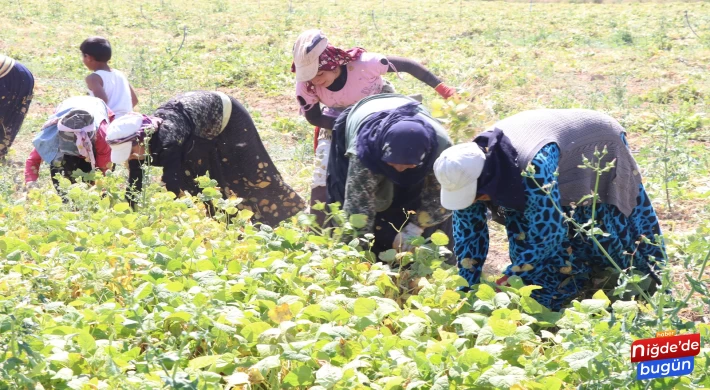 Türkiye’de Barbunya Üretiminin Yüzde 70’ini Niğde Karşılıyor