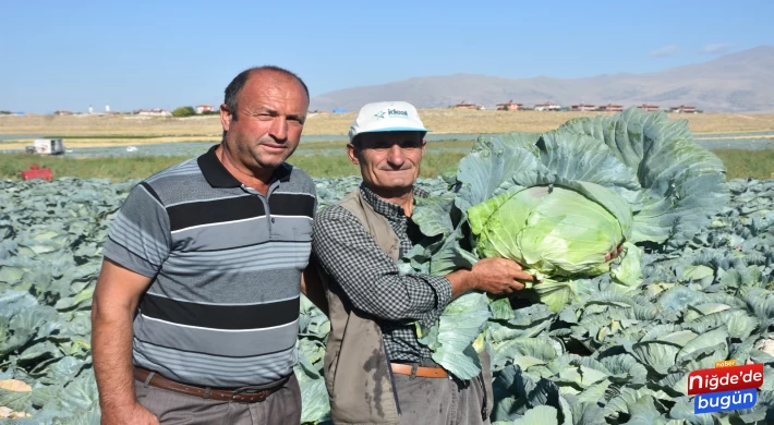 Lahana, Üreticinin Yüzünü Güldürdü