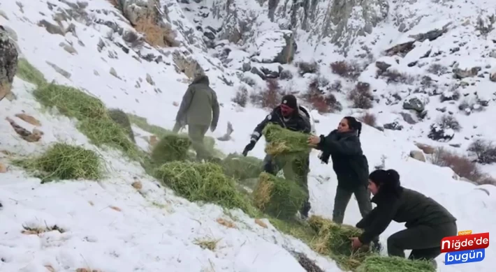 Niğde'de Yaban Hayvanları İçin Doğaya Yem Bırakıldı