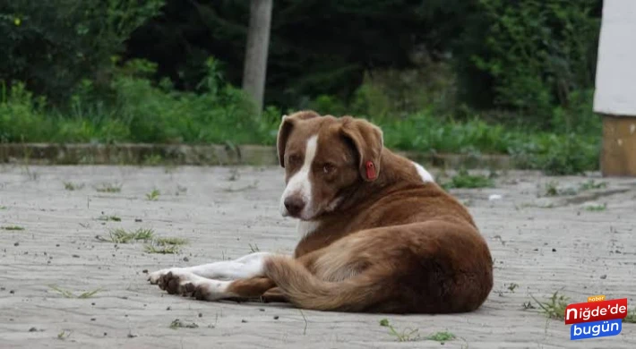 30 Gün Sahiplenilmeyen Sokak Köpekleri Öldürülecek!