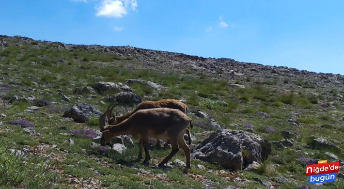 Aladağlar’da Yaban Hayvanları Fotokapana Yansıdı