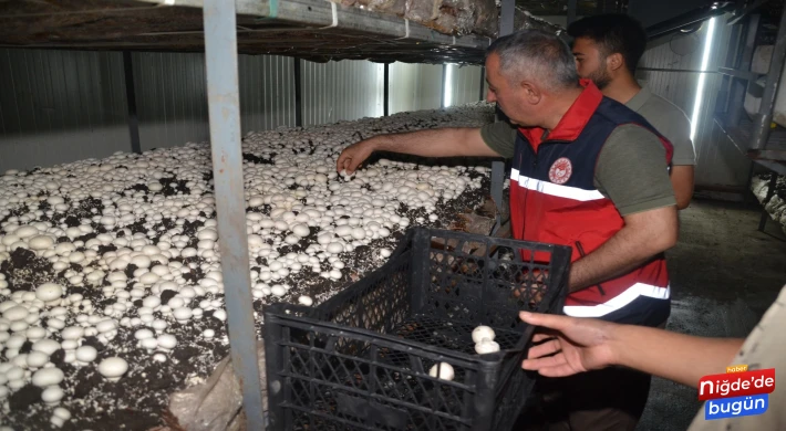 Atıl Vaziyetteki Soğuk Hava Deposunda Kültür Mantarı Üretmeye Başladı