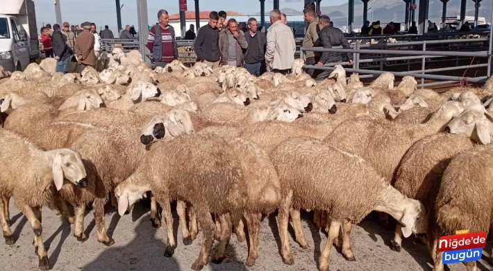 Niğdeli Üreticiler: Kurbanlık Piyasası Durgun