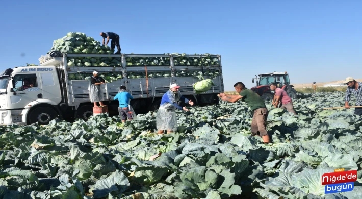 Niğde’de Lahana Hasadına Başlanıldı