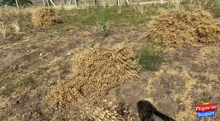 Niğde’de Nohut Hasadı Başladı