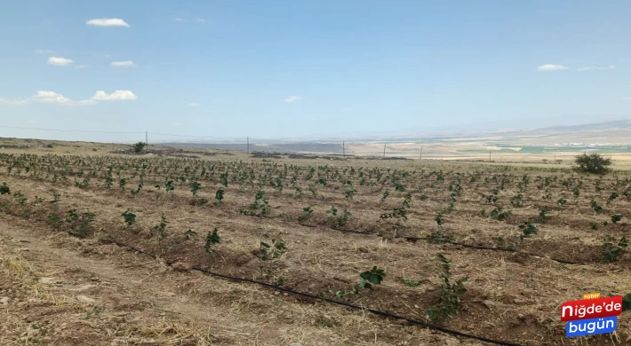 Niğde’de Tıbbi Aromatik Bitki Yetiştiriciliği Demonstrasyon Projesi hayata geçiyor