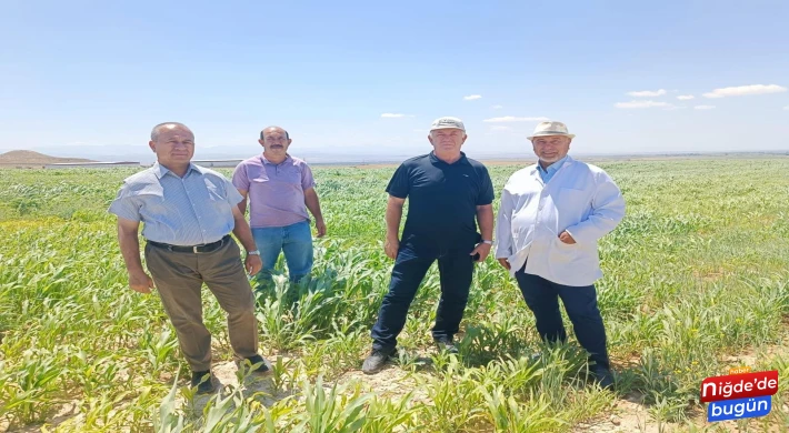 Sorgum Sudan Otu Melezi Bitkisi Ekimi Yerinde İncelendi