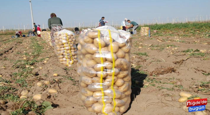 Niğde’de Patates Üreticileri Zor Durumda