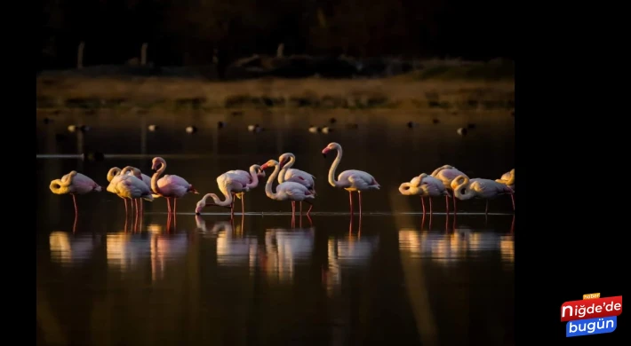 Flamingolar Akkaya Barajı’nda Görüldü