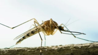 Dikkat! Aedes sivrisinekleri Türkiye’de!