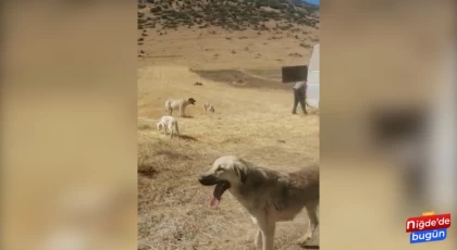 Aksaray’da toplanan köpekler dağ başına bırakıldı