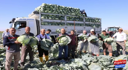 Niğde'de 130 bin ton lahana rekoltesi bekleniyor