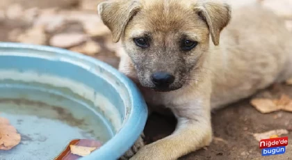 Erdoğan’dan 81 ile ”sokak köpekleri toplansın” talimatı