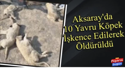 Aksaray'da 10 Yavru Köpek İşkence Edilerek Öldürüldü!