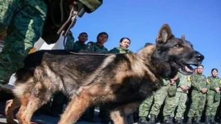 Meksika Ordusu’nun kahraman köpeği ’Proteo’ Türkiye görevinde öldü