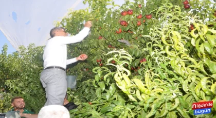 Vali Çelik, Nektari Hasadına Katıldı