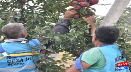 Açık Cezaevi 200 Bin Ton Elma Satışına Çıkıyor