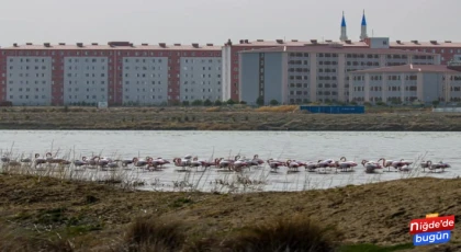 Flamingolar Akkaya Barajı’nda