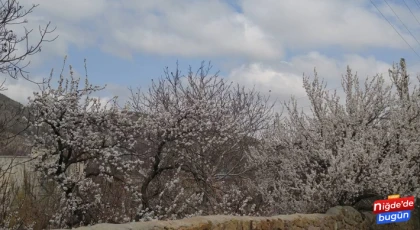 Niğde’de Kayısılar Çiçek Açtı