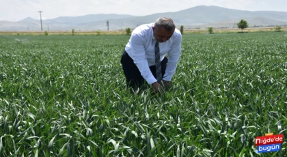 Niğde Süneyle Mücadele Çalışmaları Başladı