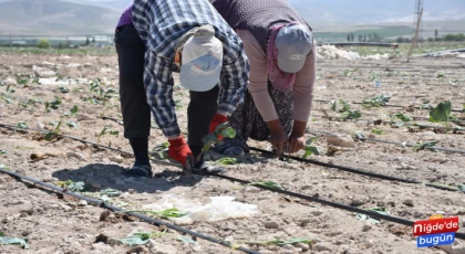 Niğde’de Lahana Ekimi Başladı