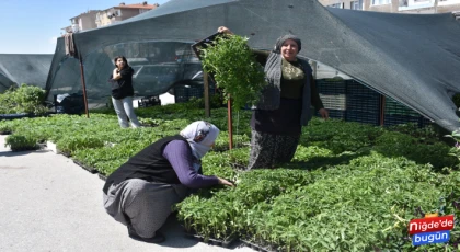 Sebze Fideleri Pazarda Yerini Aldı