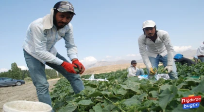 Mevsimlik İşçilerin Evlerin Kilometrelerce Uzakta Ekmek Mücadelesi