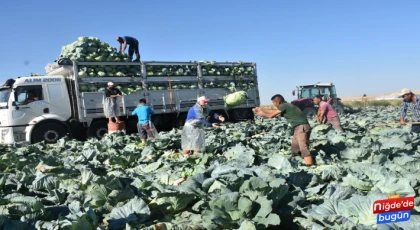 Niğde’de Lahana Hasadına Başlanıldı