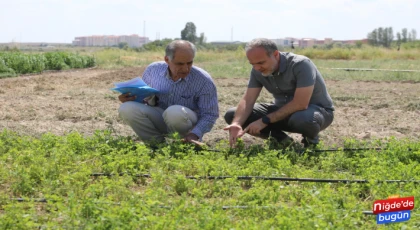 Niğde’de ‘İpek’ ismi verilen yeni yonca çeşidi geliştirildi