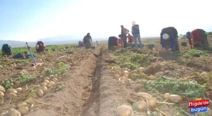 Niğde’de Patates Üreticileri Kan Ağlıyor!