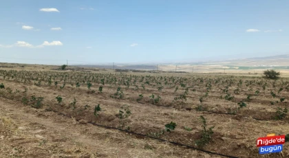 Niğde’de Tıbbi Aromatik Bitki Yetiştiriciliği Demonstrasyon Projesi hayata geçiyor