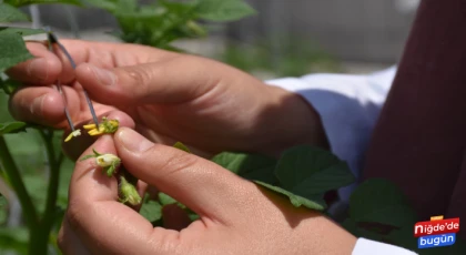 Enstitü, DNA çalışmalarına ara vermeden devam ediyor.